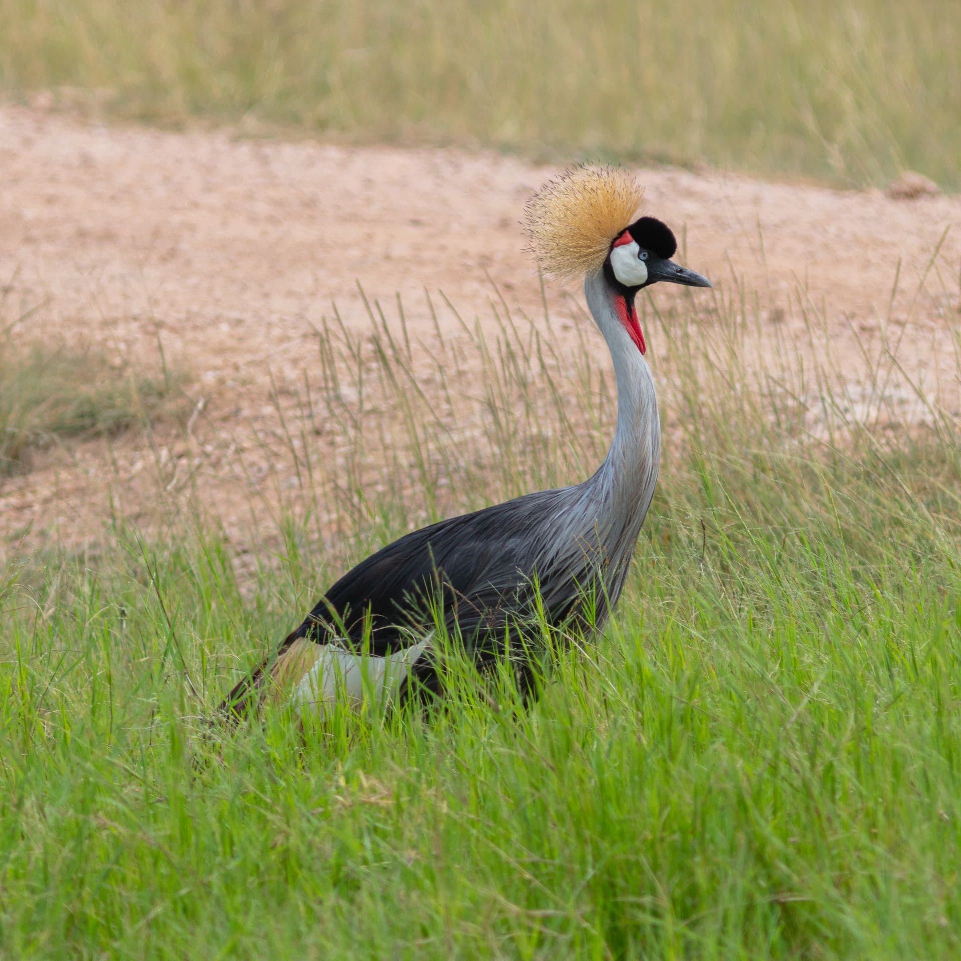 A grey crowned crane with its golden crest walking through green grass
