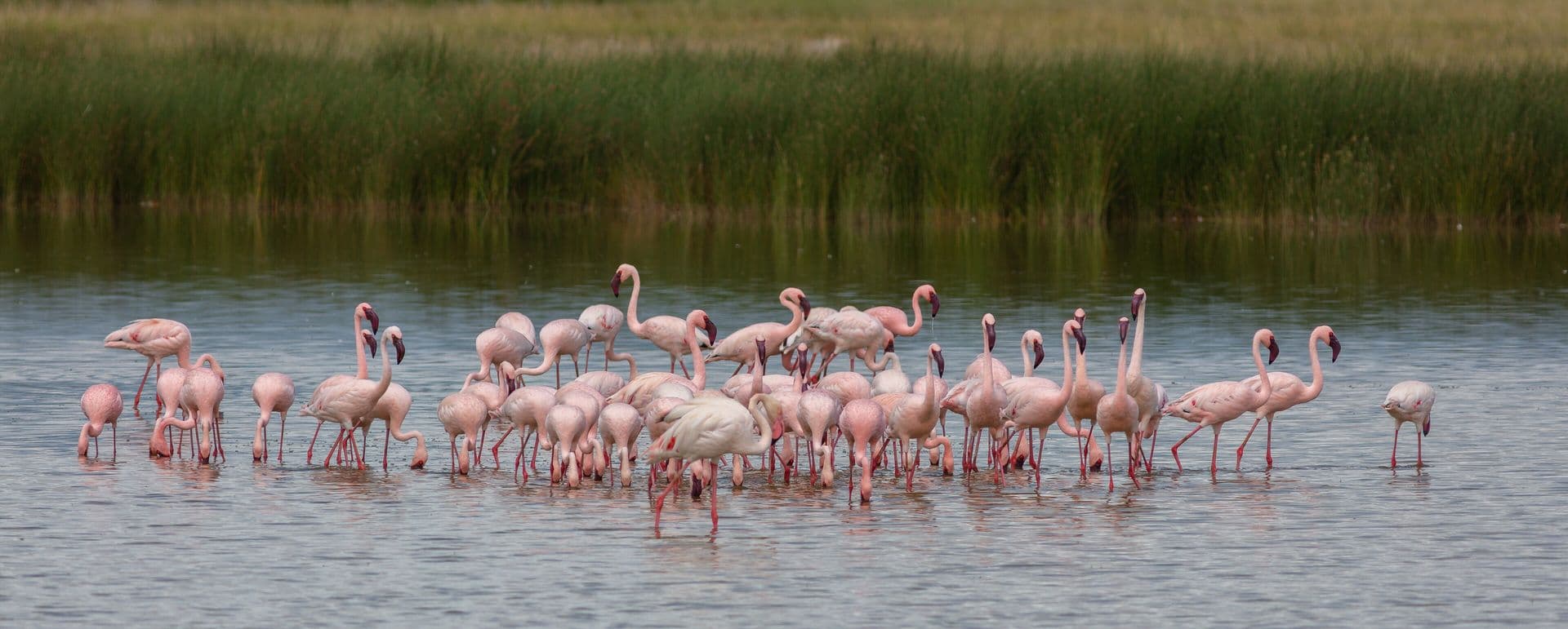 A flock of pink lesser flamingos wading in shallow water in front of reeds