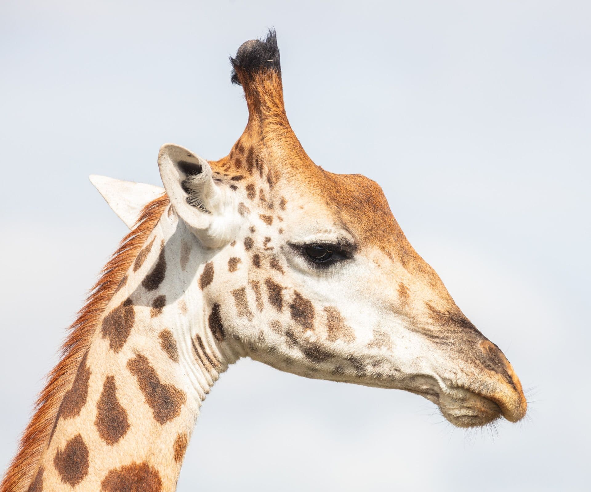 Close-up profile of a Masai giraffe's head against a pale sky