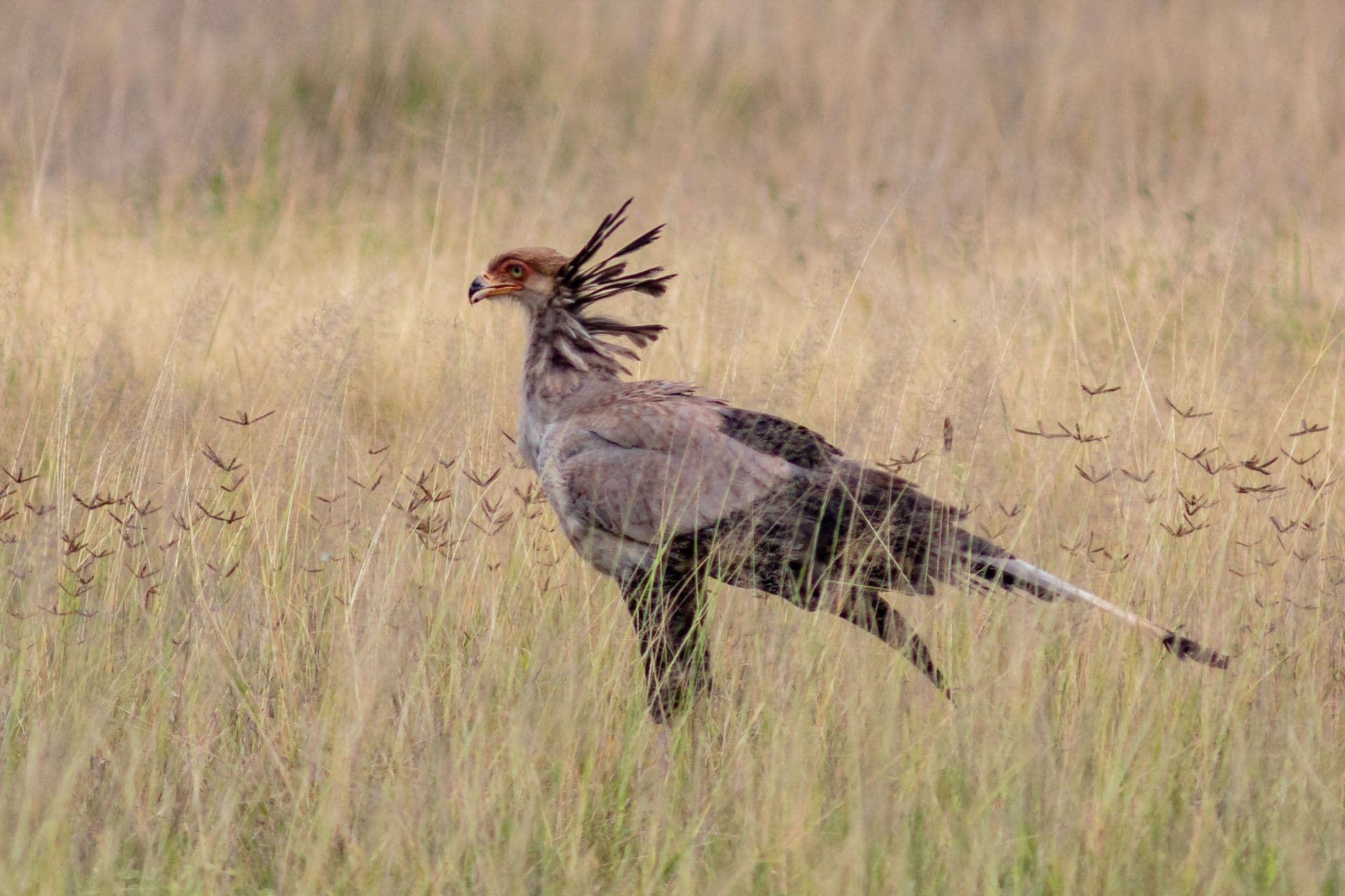 A secretarybird with long legs and a crest of black feathers walking through dry grass