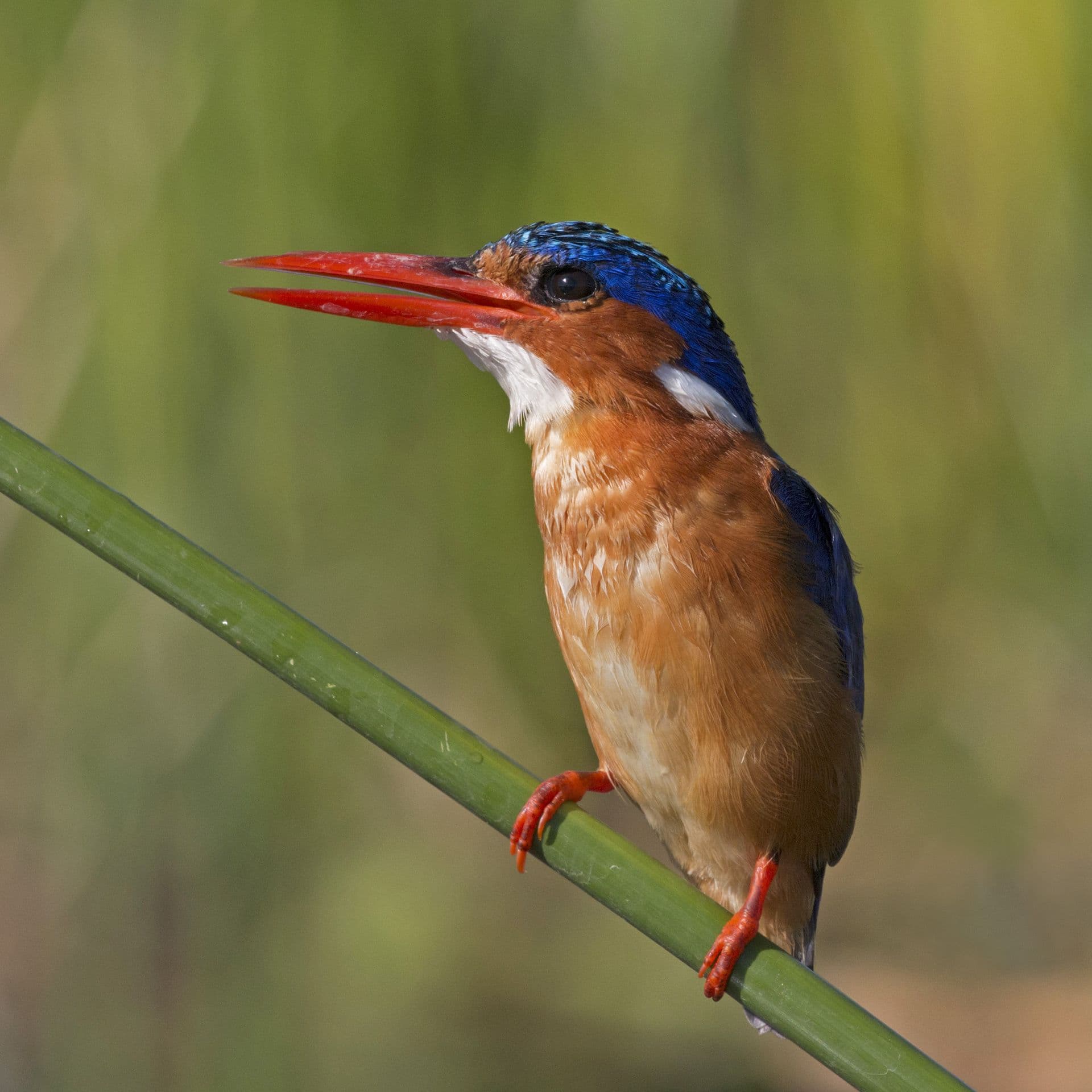A tiny malachite kingfisher with a red bill and blue crest perched on a reed