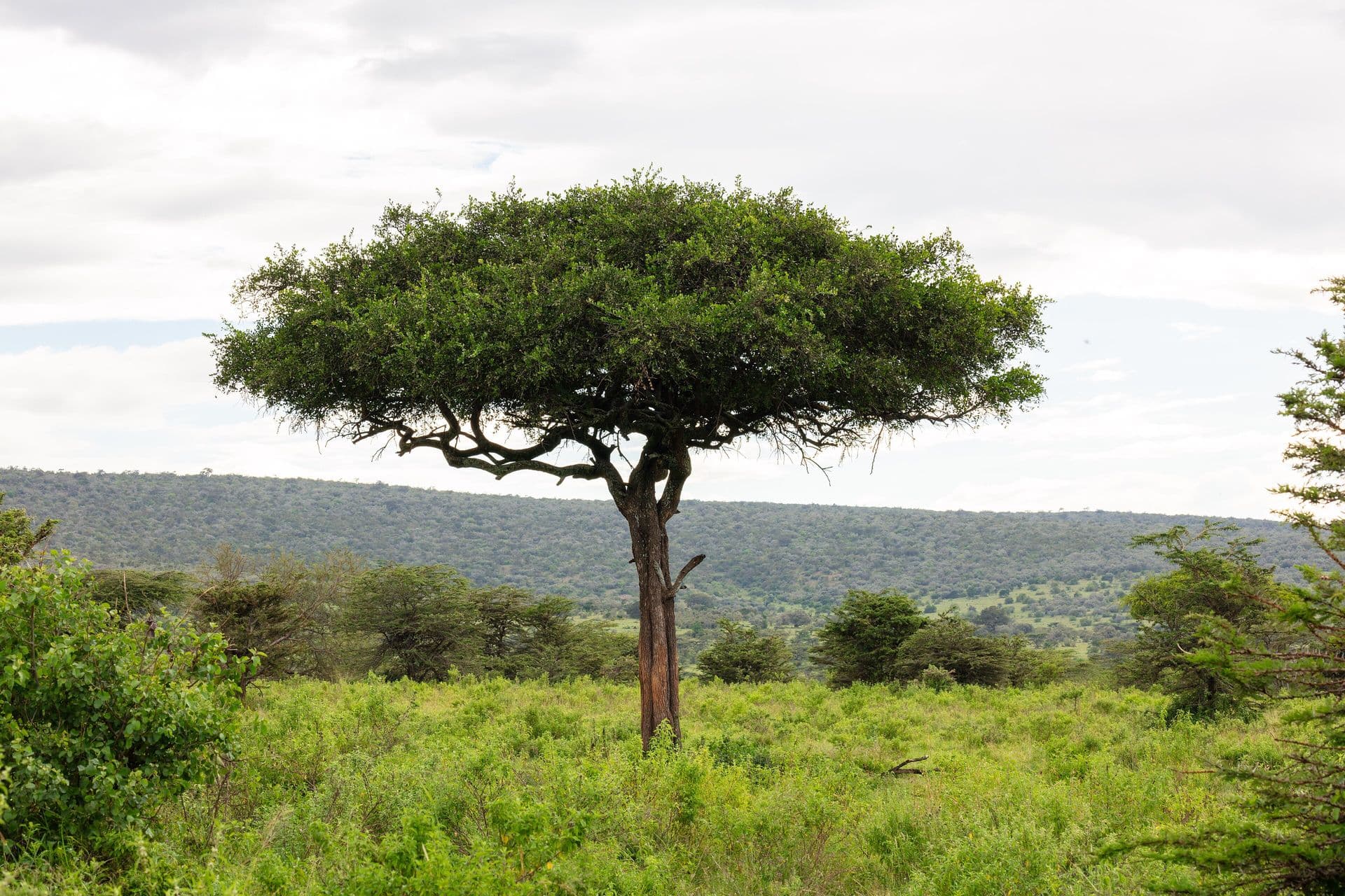 A single desert date tree with a wide green crown standing in grassland in the Maasai Mara