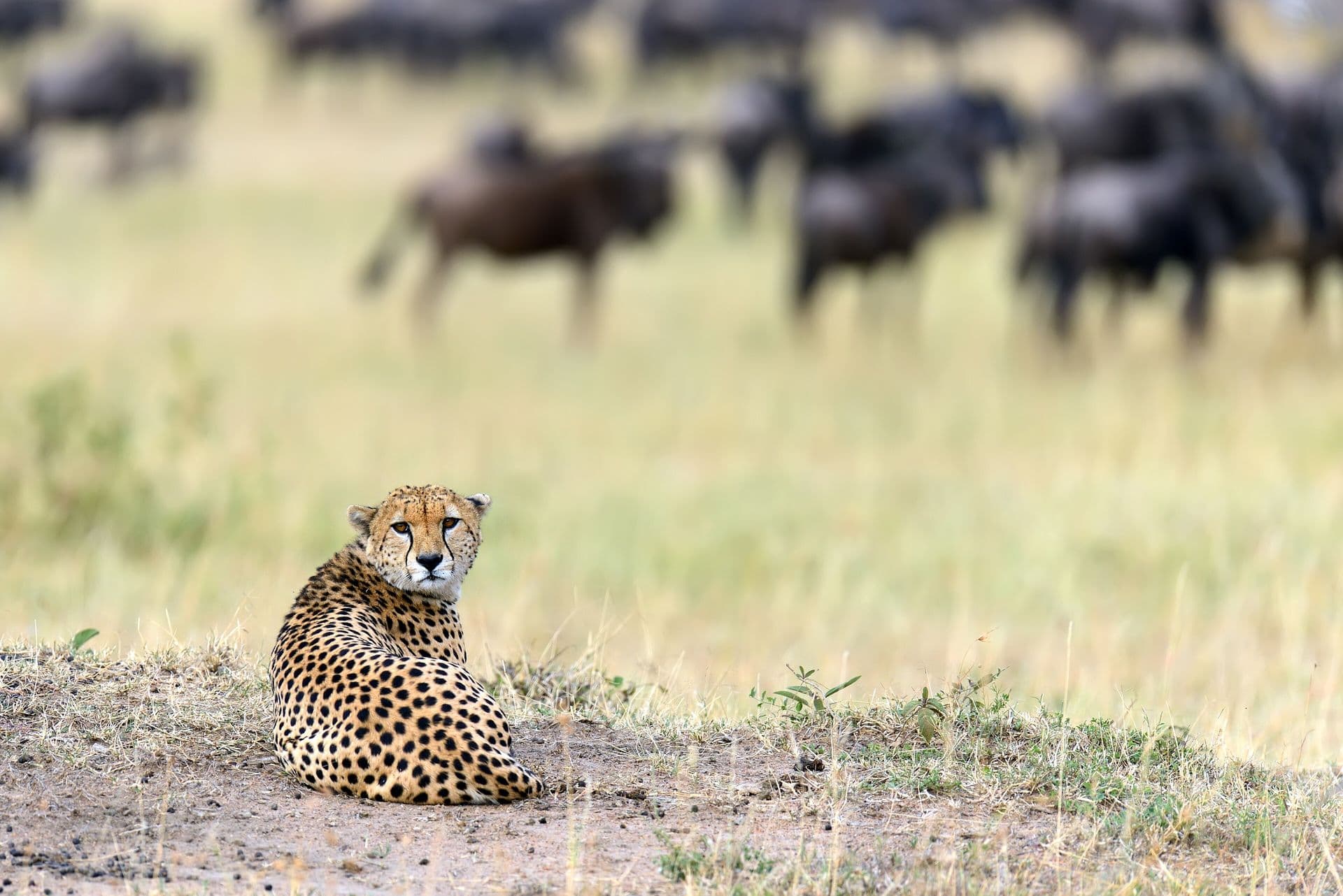 A cheetah sitting on bare ground and looking towards the camera, with wildebeest behind