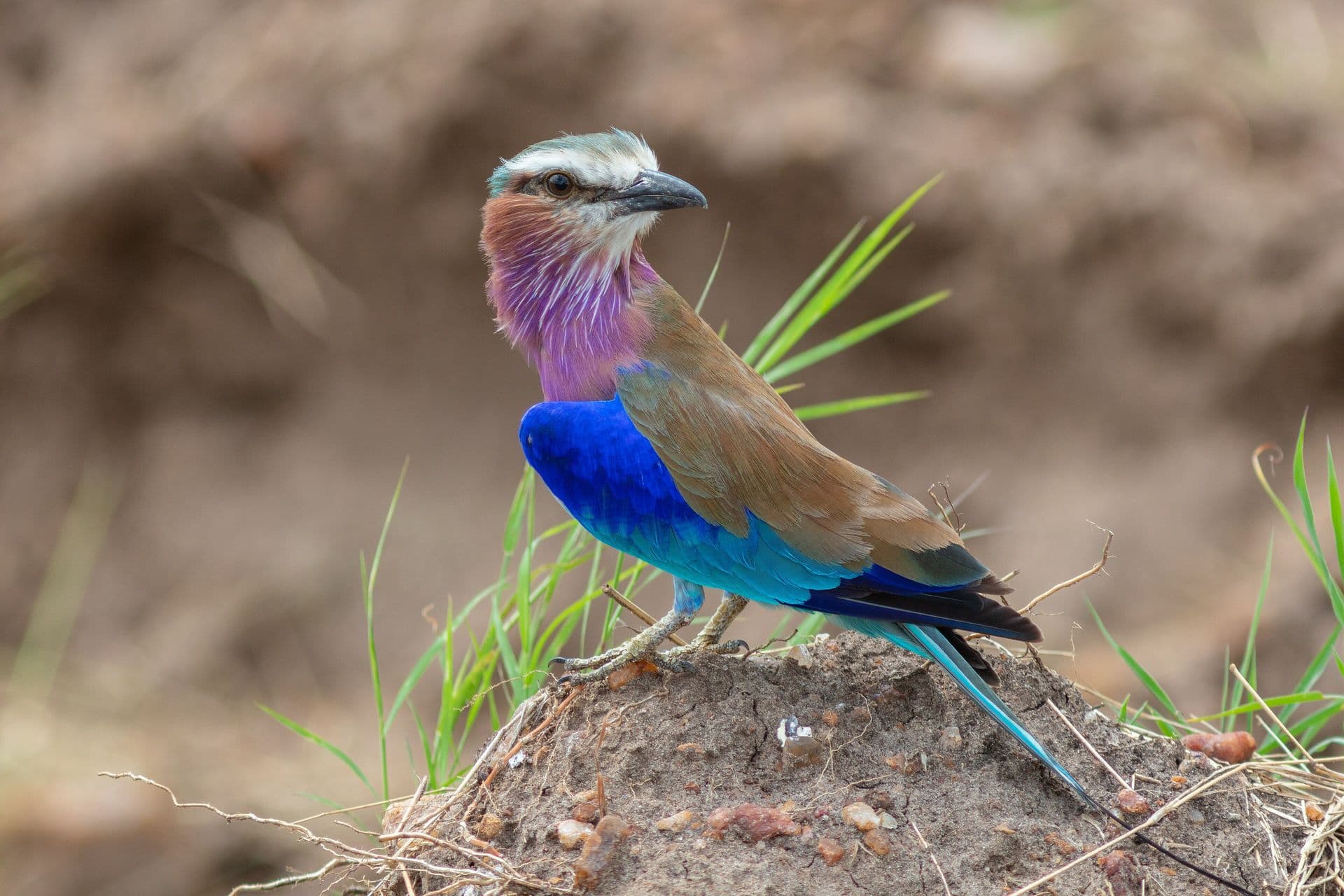 A lilac-breasted roller with violet, turquoise and blue plumage perched on a termite mound