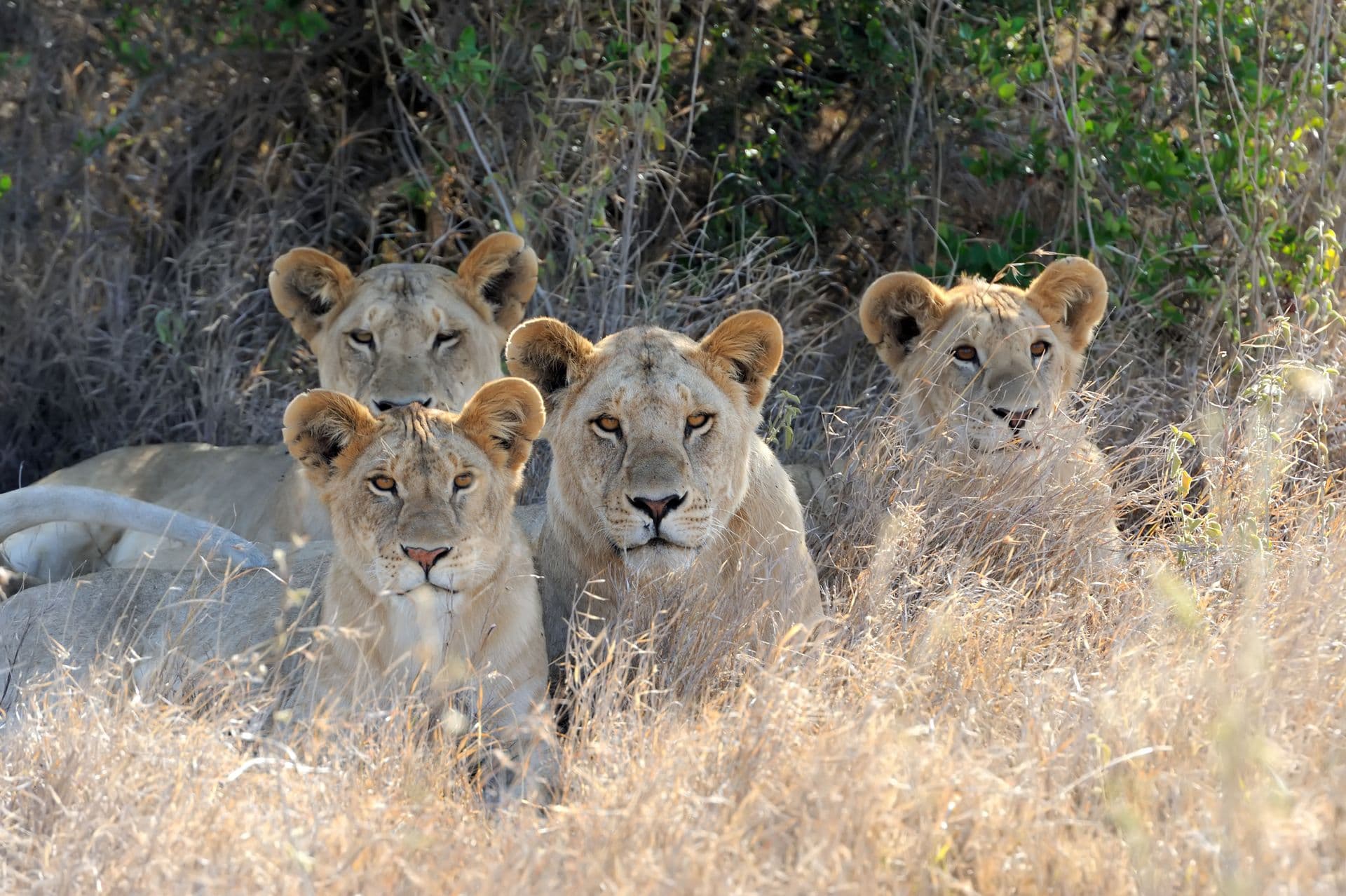 Four lions lying close together in dry grass, looking towards the camera