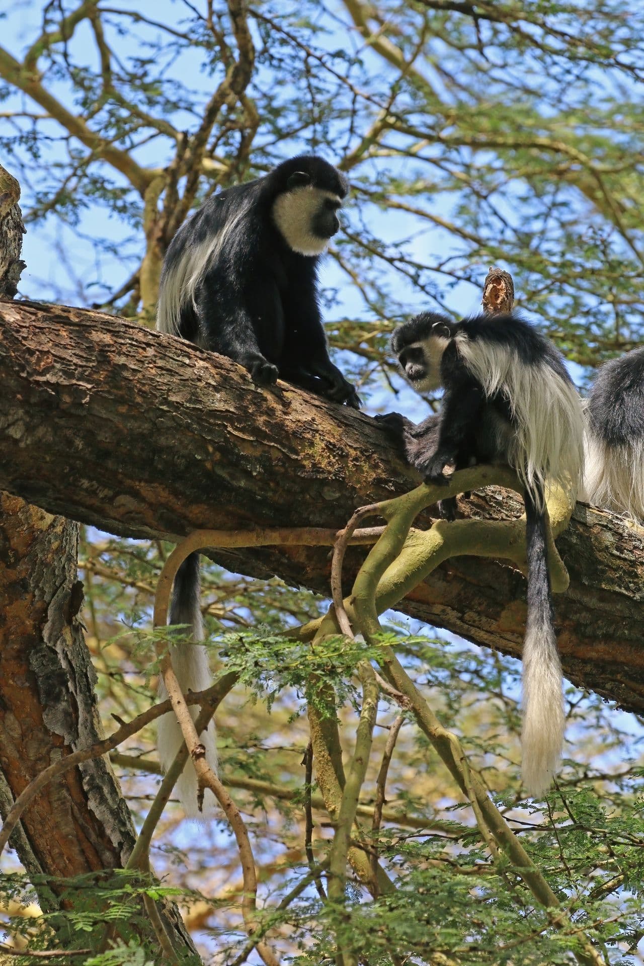 An adult and a young black-and-white colobus monkey sitting on a branch