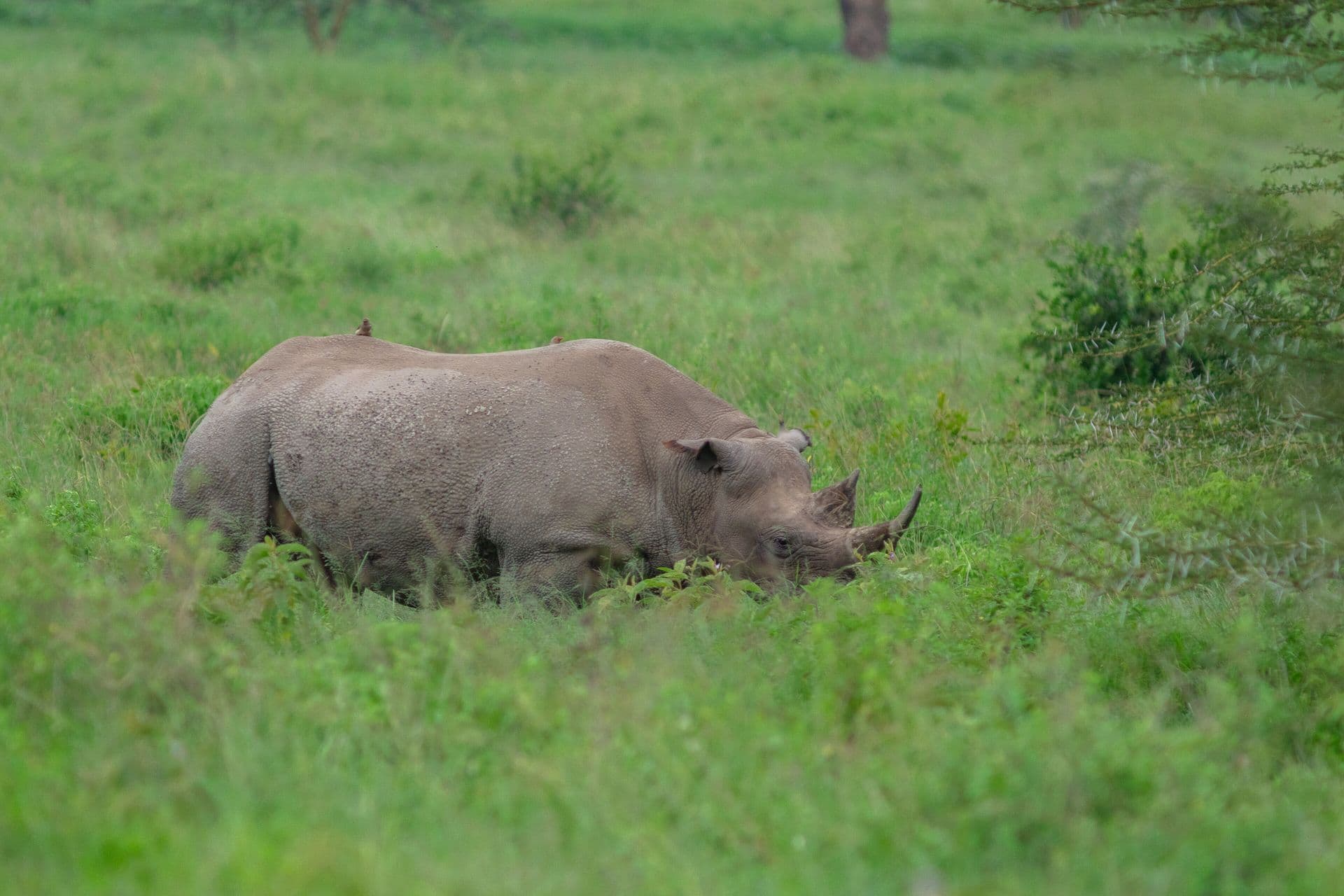 A black rhinoceros grazing in green grass at Lake Nakuru National Park