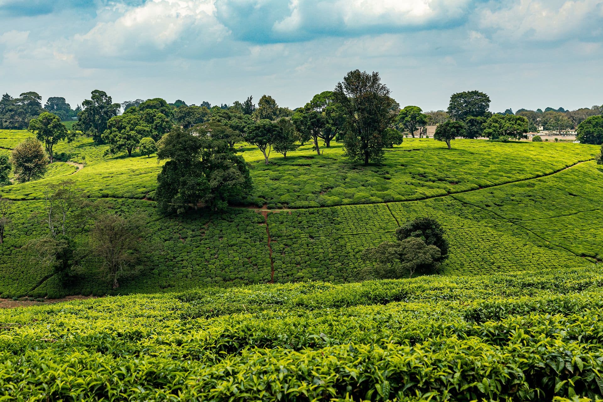 Rolling bright-green tea fields with scattered trees at Tigoni near Nairobi