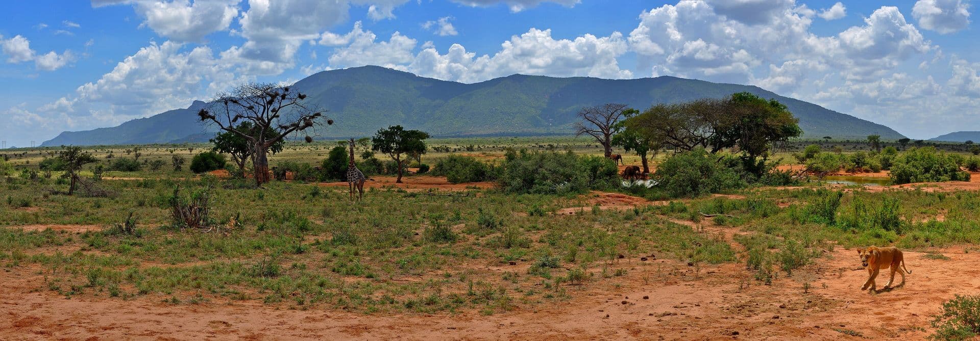 A wide view of red earth, green bush and a distant hill in Tsavo East National Park