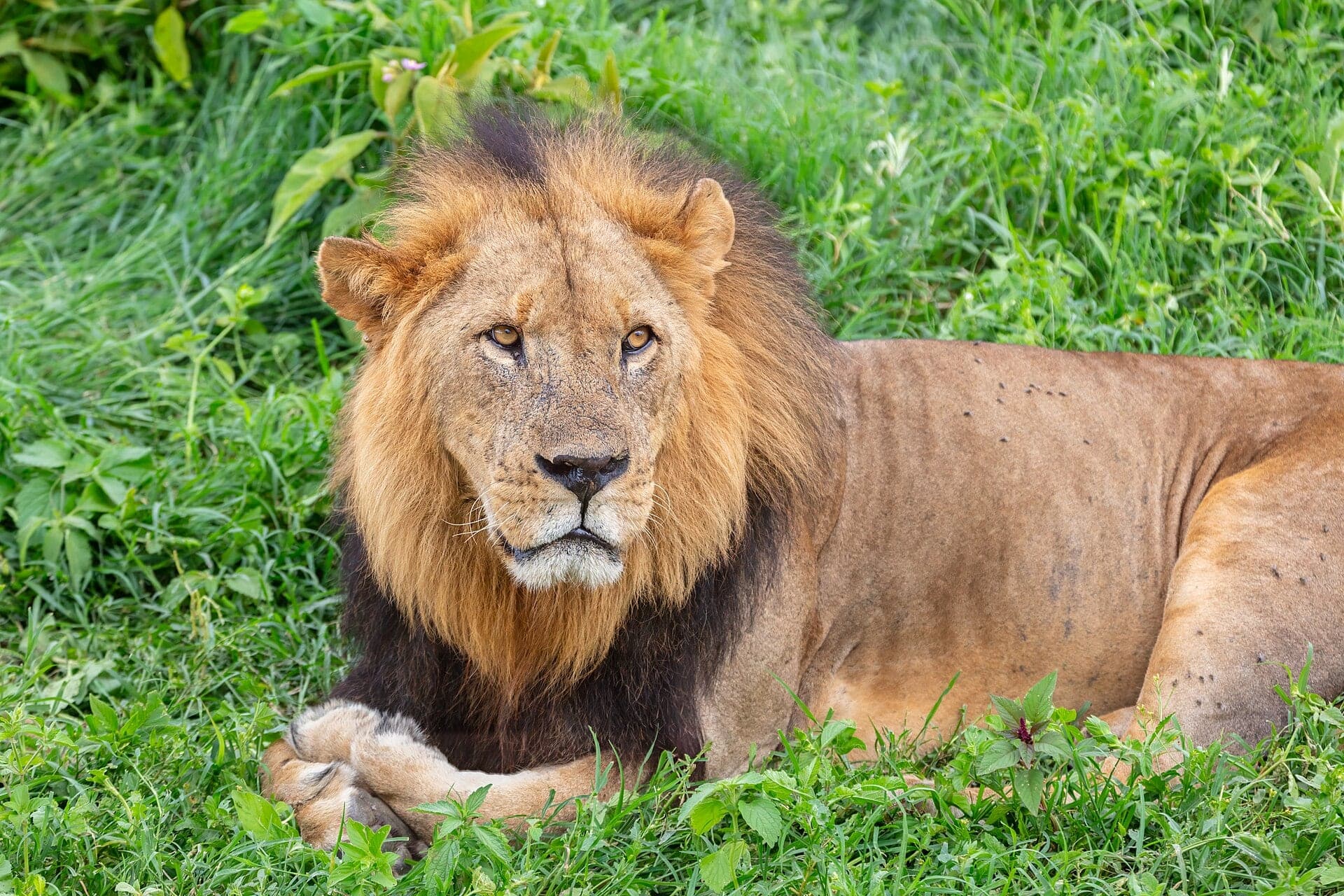 A male lion with a dark mane lying in green grass at Lake Nakuru National Park, looking towards the camera