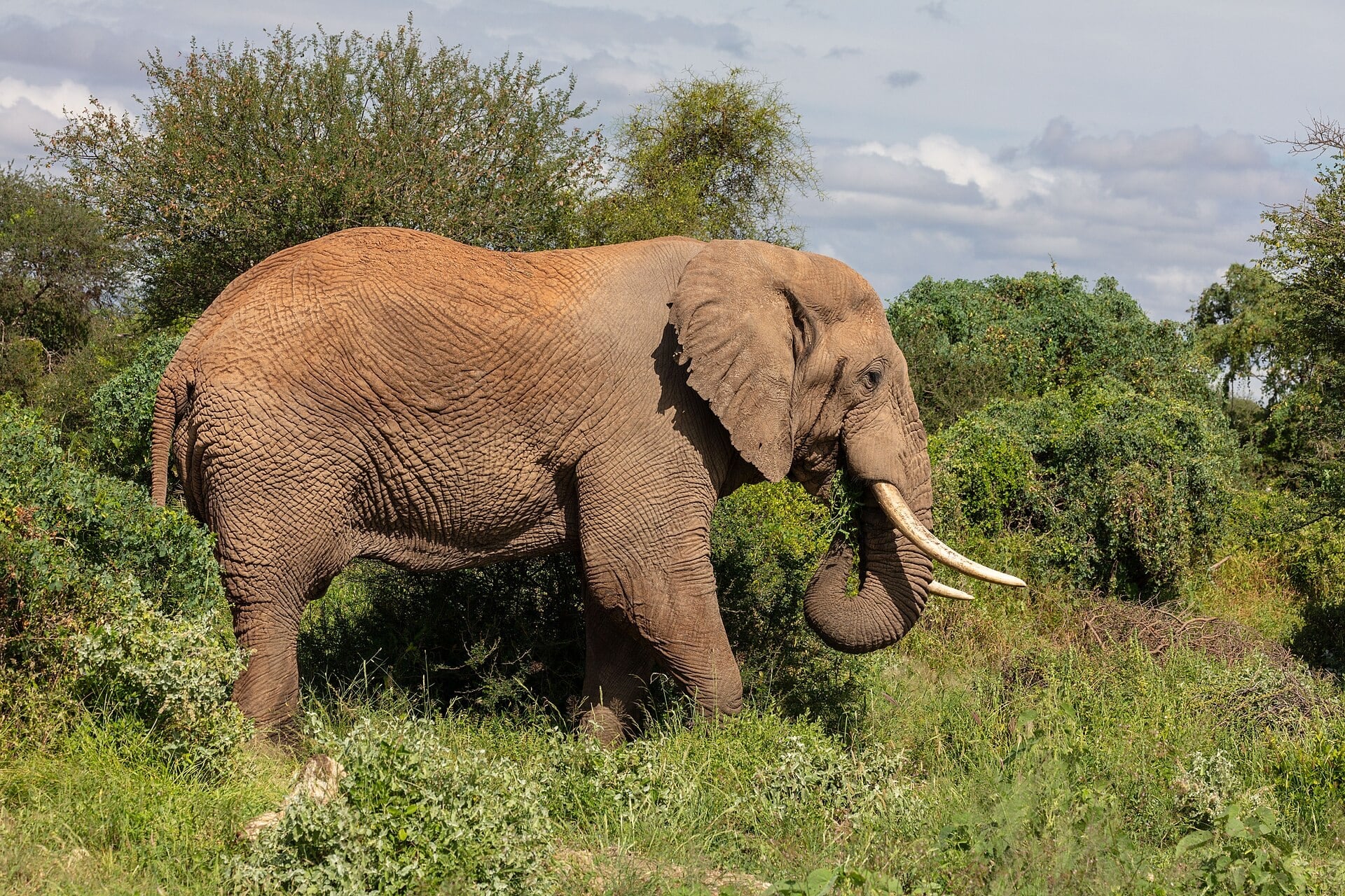 A large bull elephant with long tusks among green bushes in Amboseli National Park
