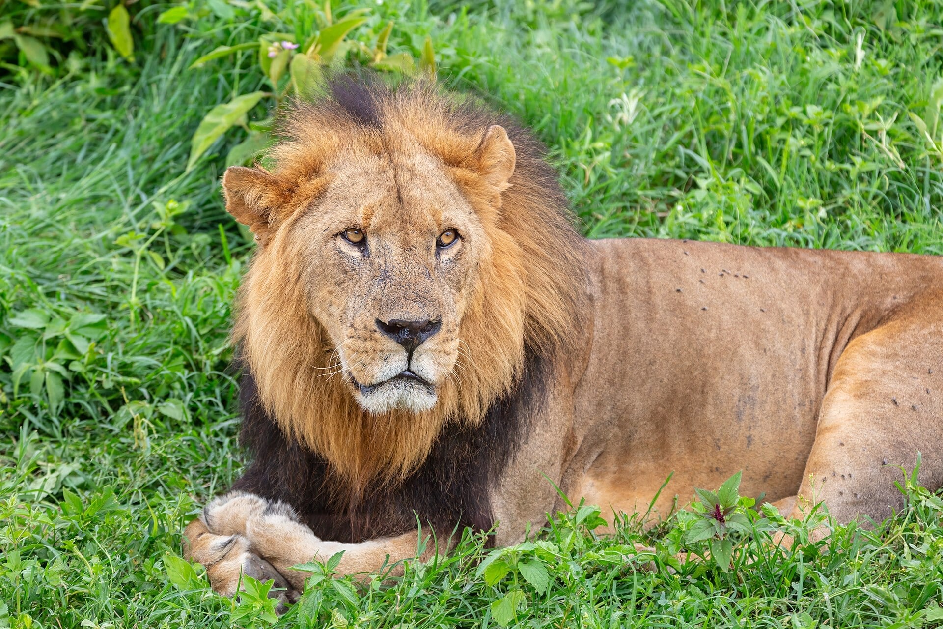 A male lion with a dark mane lying in green grass at Lake Nakuru National Park, looking towards the camera