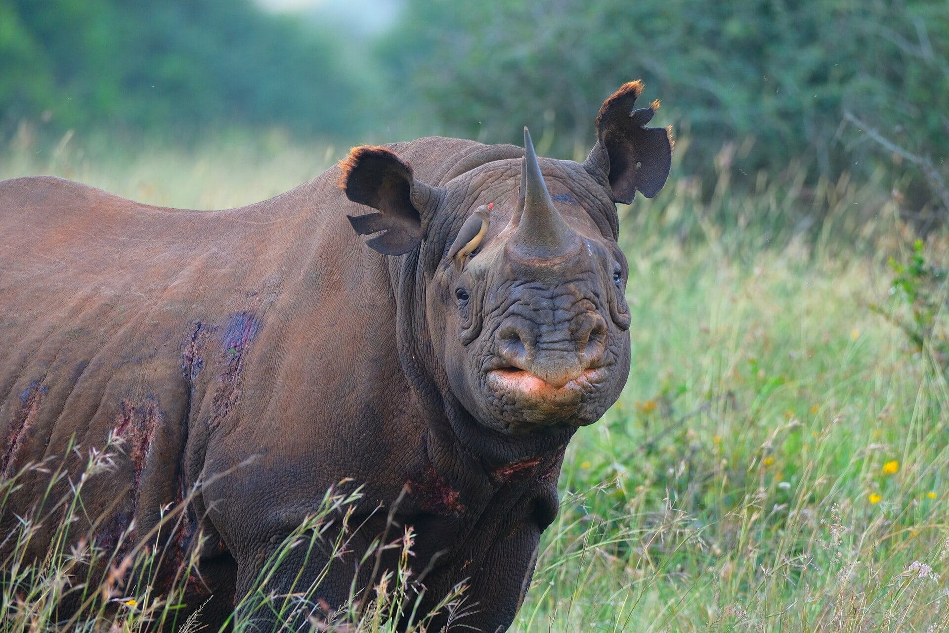 A female black rhino looking at the camera in long grass in Nairobi National Park