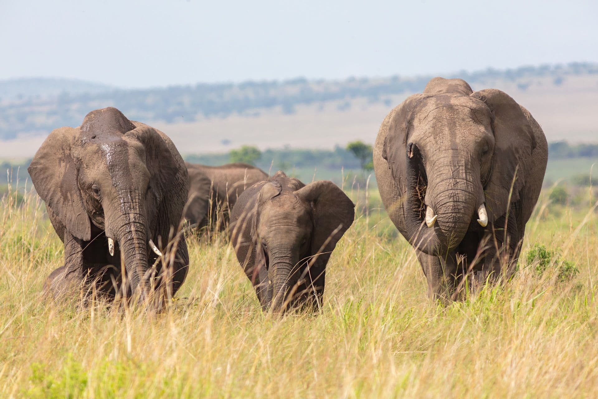 A small family of elephants walking through grass in Amboseli National Park