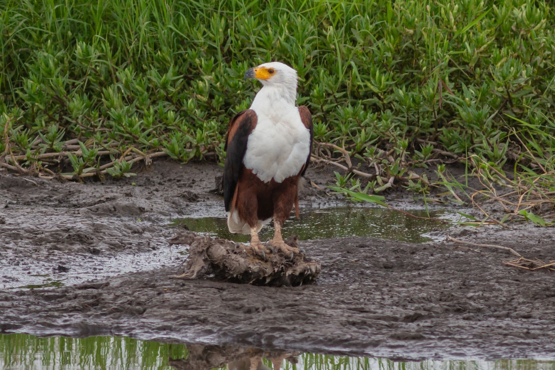 An African fish eagle with a white head standing on a log at the water's edge