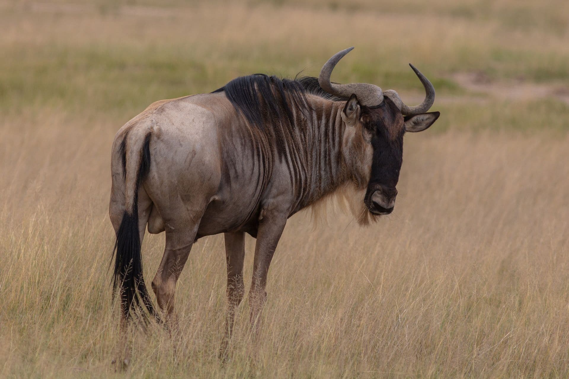 A blue wildebeest standing in dry grass in Amboseli National Park