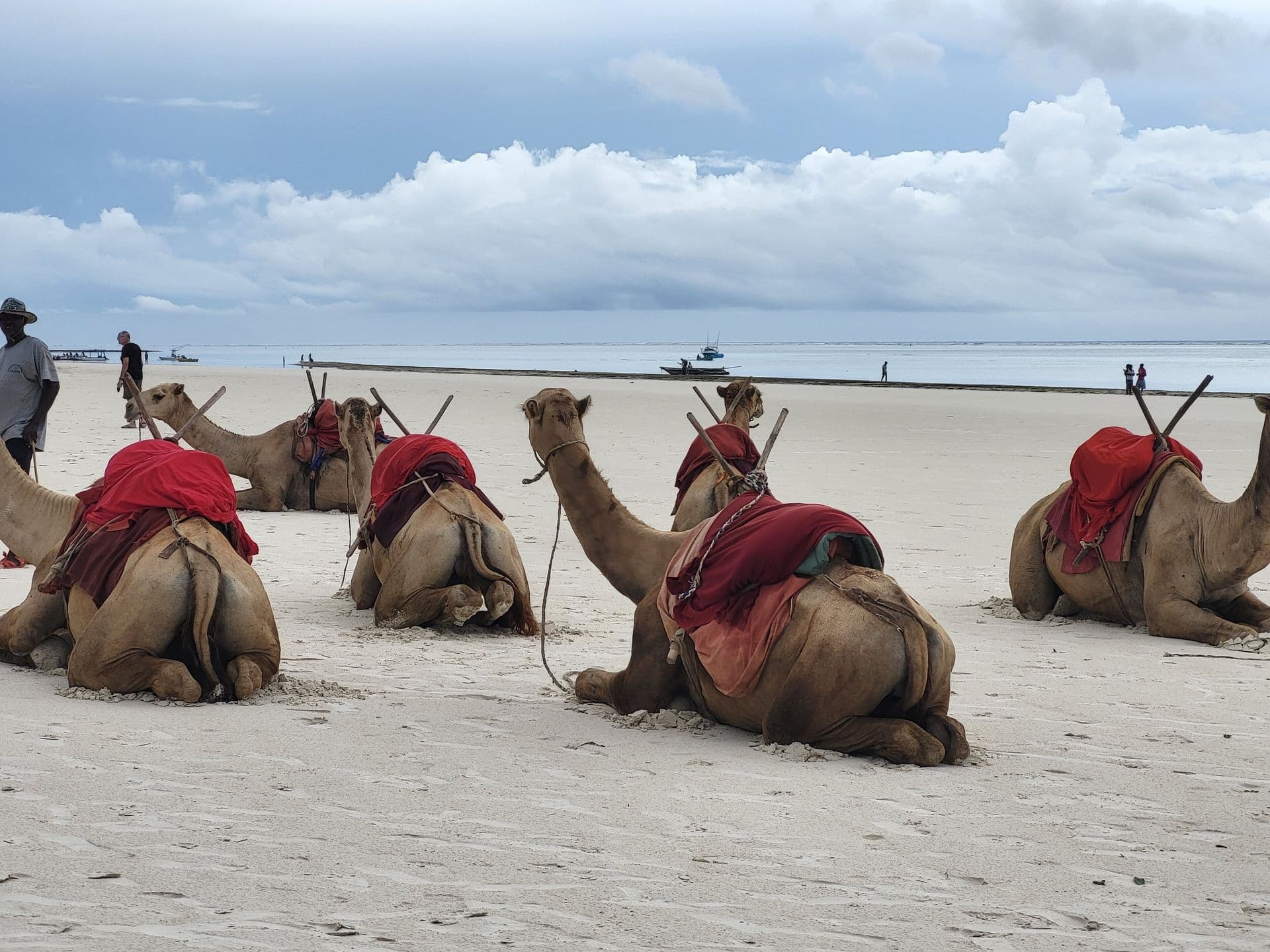 Saddled camels resting on white sand at Diani Beach under a cloudy sky