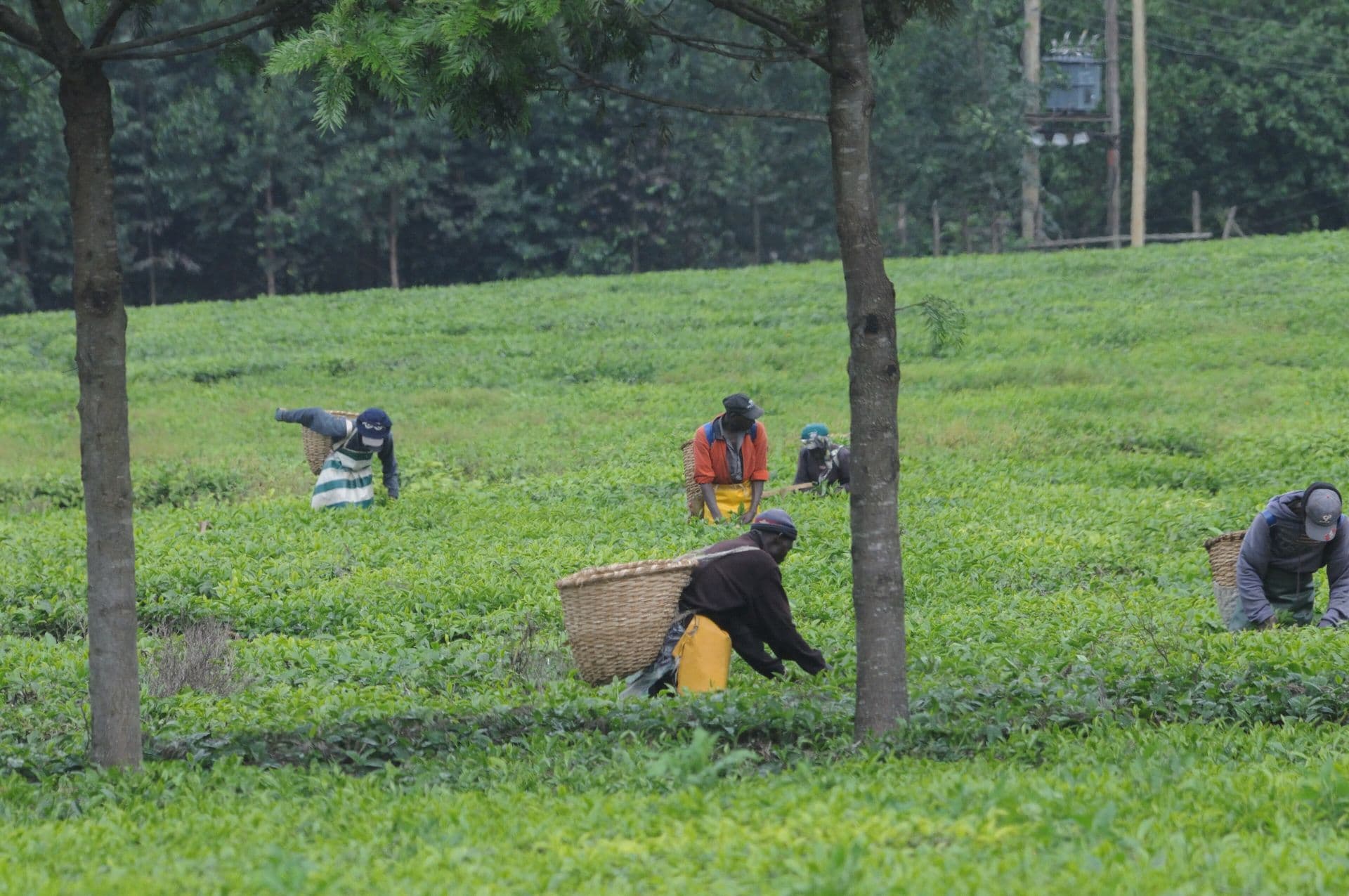 Workers hand-picking tea leaves among rows of green tea bushes near Kericho
