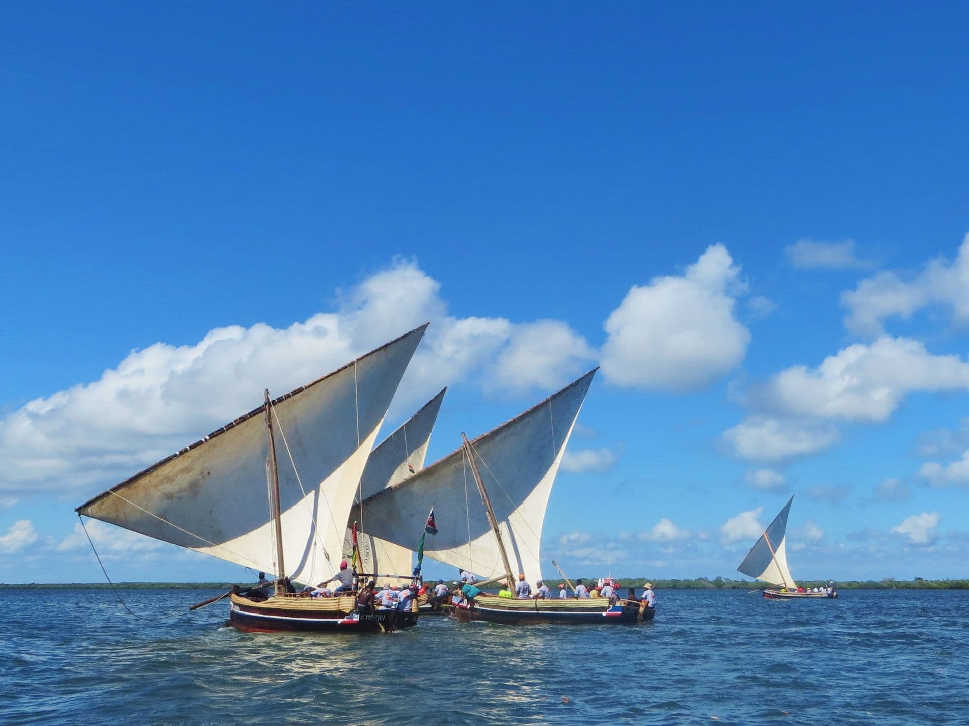 Several dhows under full white sail racing across blue water on a sunny day