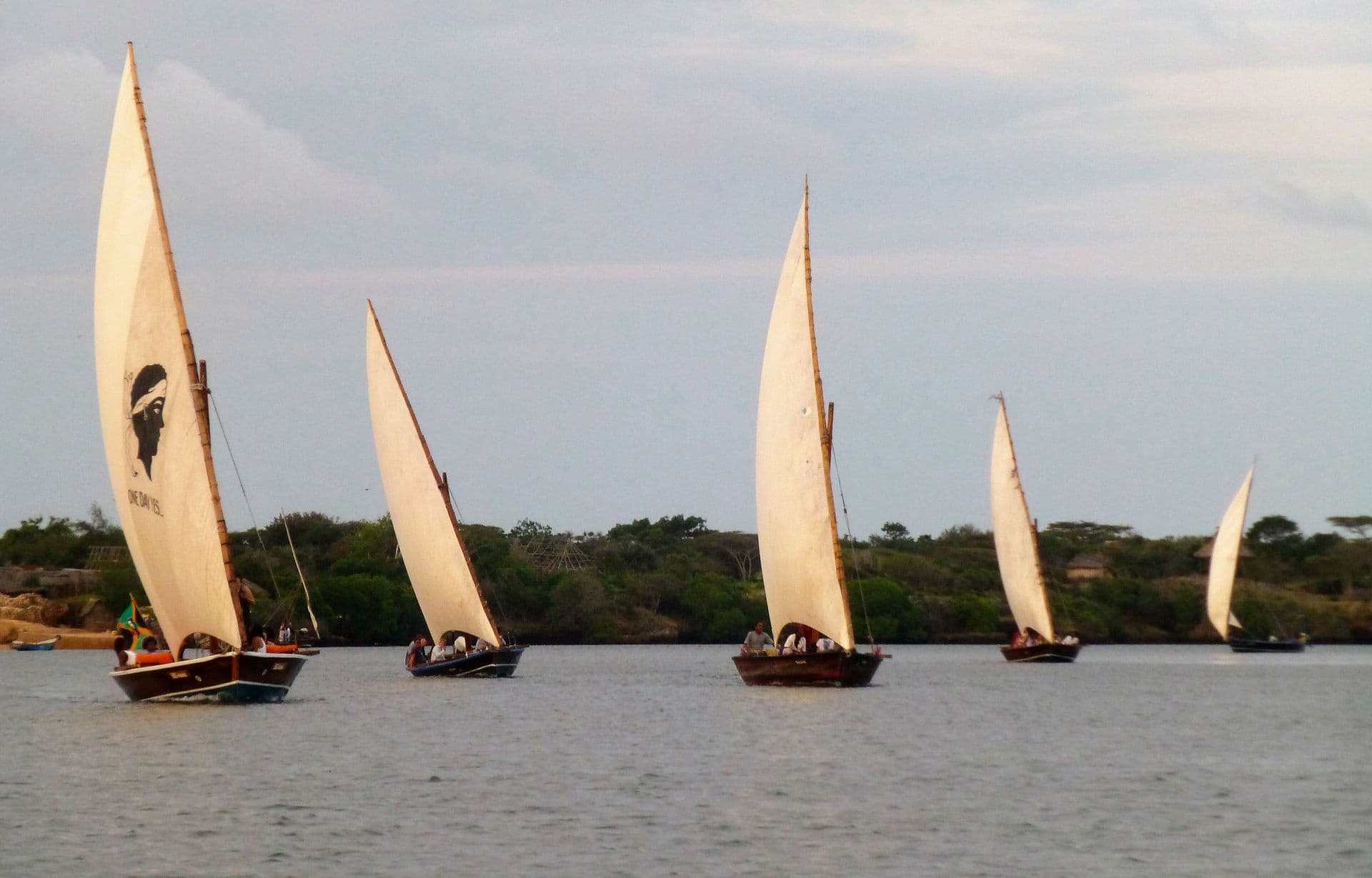 Five dhows with white lateen sails on calm water off Lamu, with mangroves behind