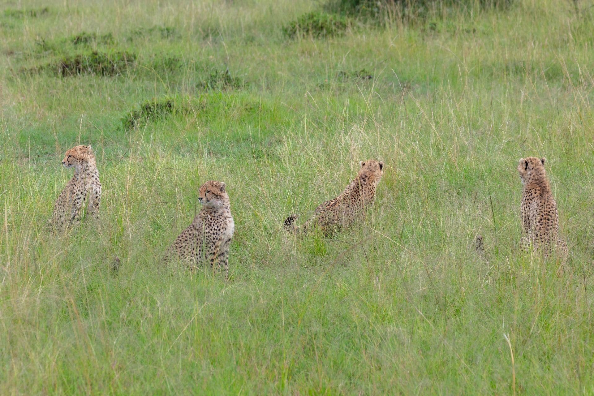 Four cheetahs spread out in long green grass in the Maasai Mara