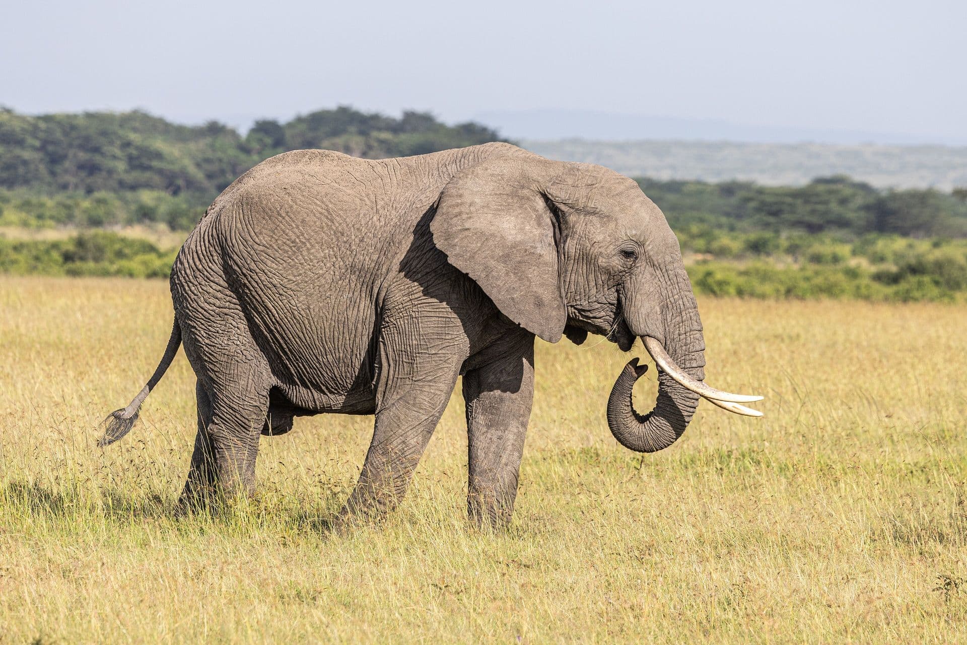 An African bush elephant with curled trunk walking across golden grass in the Maasai Mara