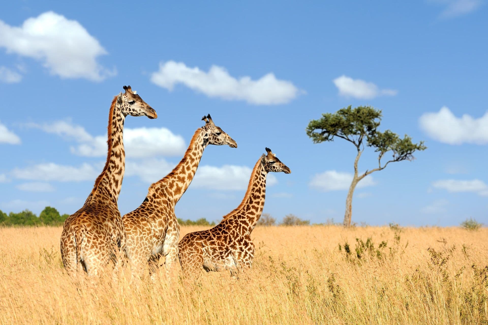 Three giraffes walking through golden grass under a blue sky with an acacia tree