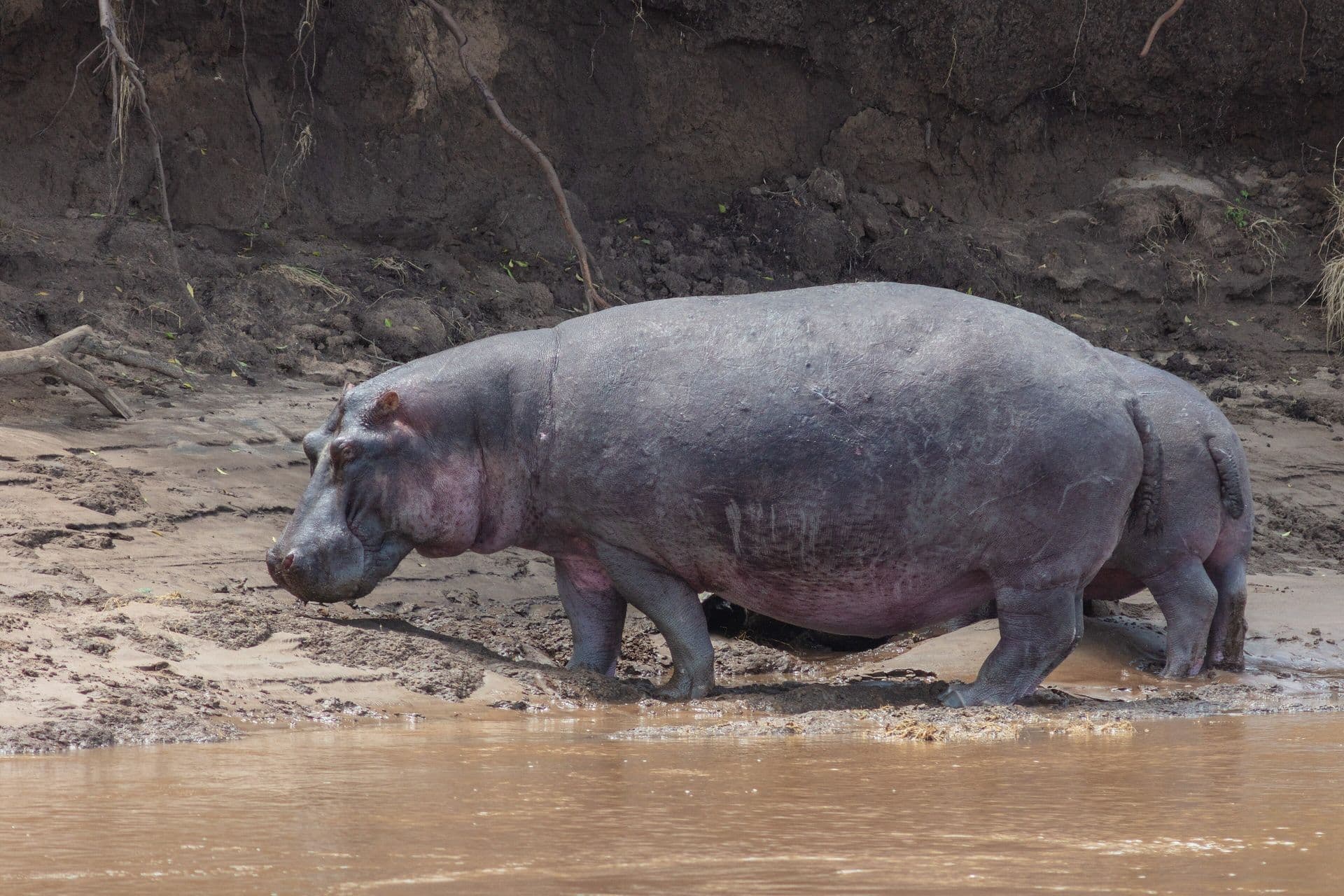 A hippopotamus walking out of muddy water on a riverbank in the Maasai Mara