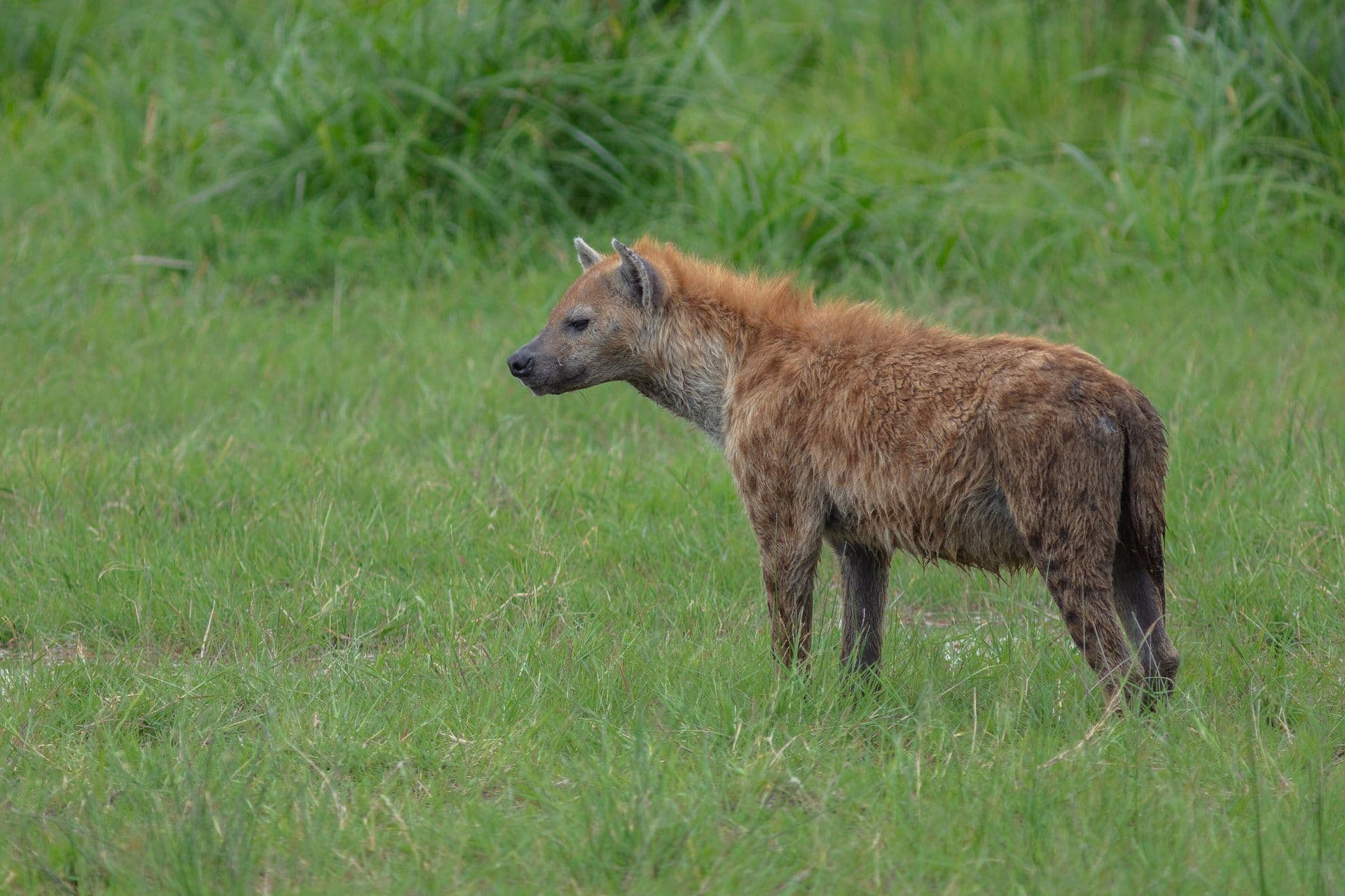 A spotted hyena standing in green grass in the Maasai Mara