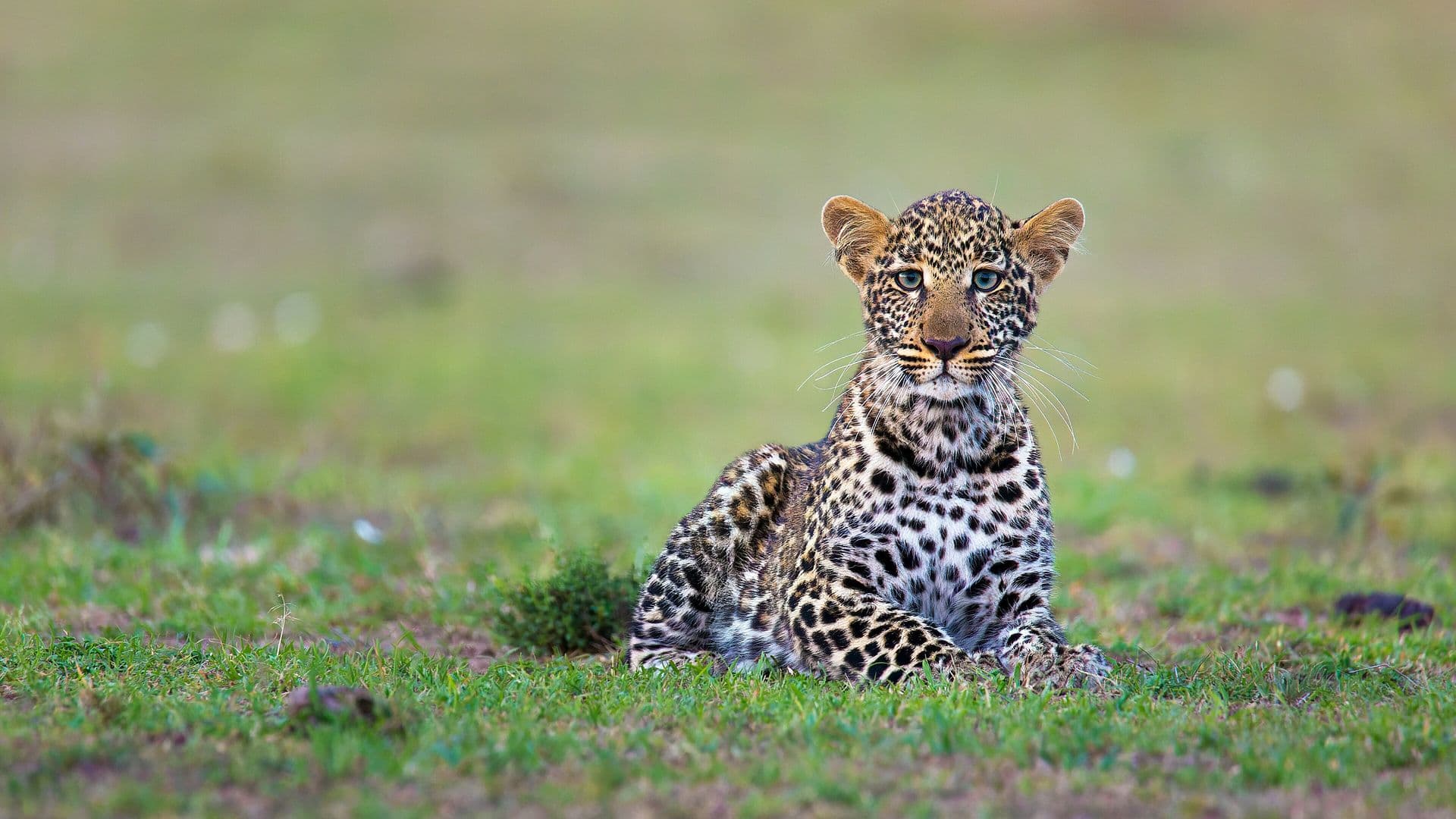 A young leopard lying in green grass and looking straight at the camera