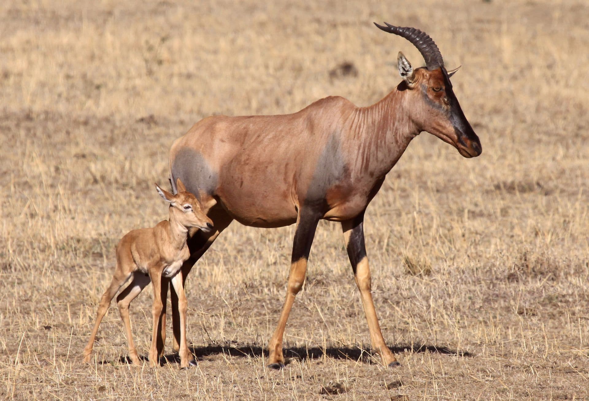 A topi antelope standing in dry grass with a young calf beside it