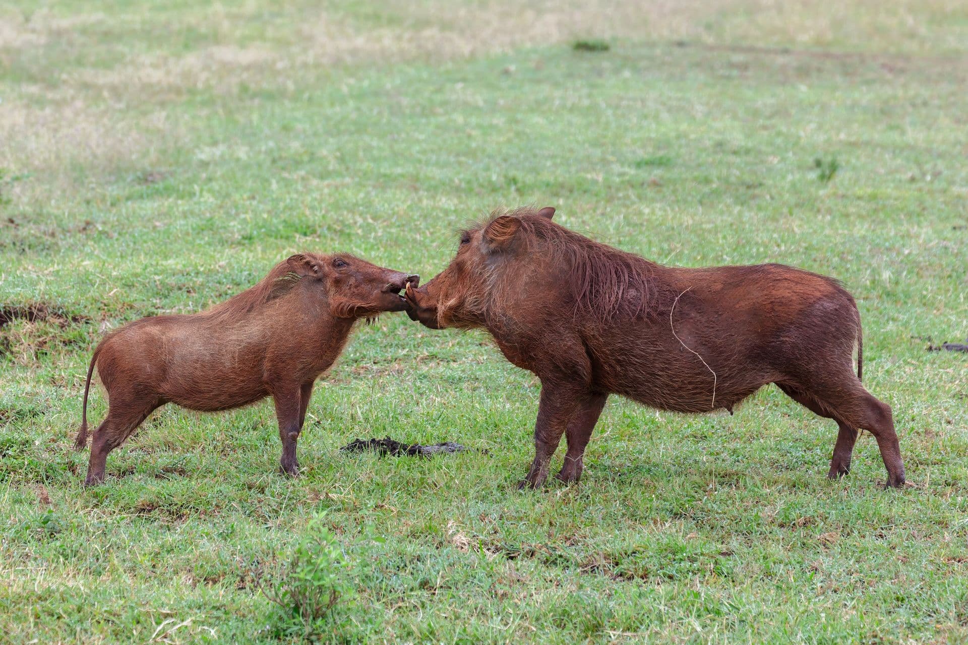 Two warthogs touching snouts in short green grass