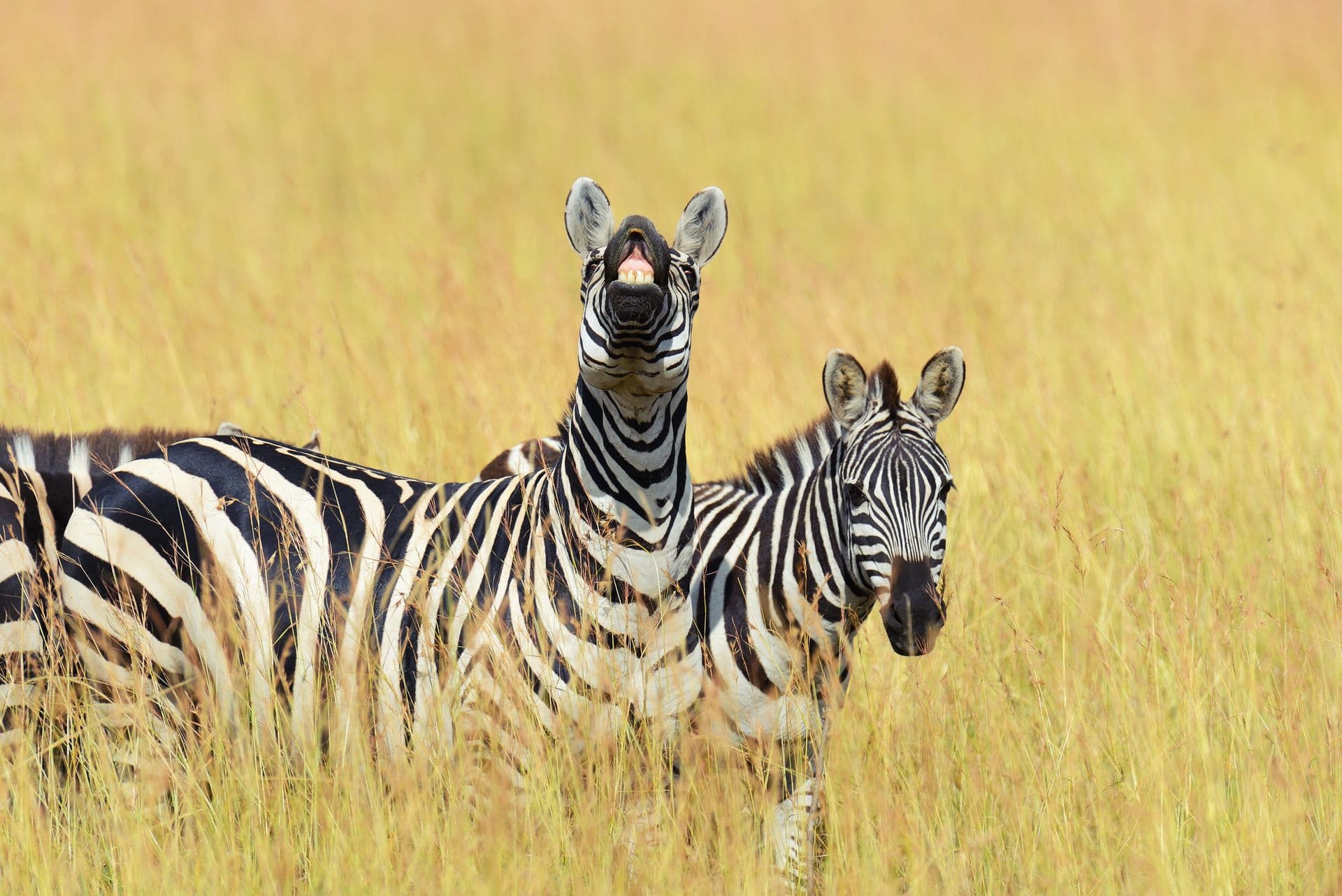 Two plains zebras standing close together in tall golden grass