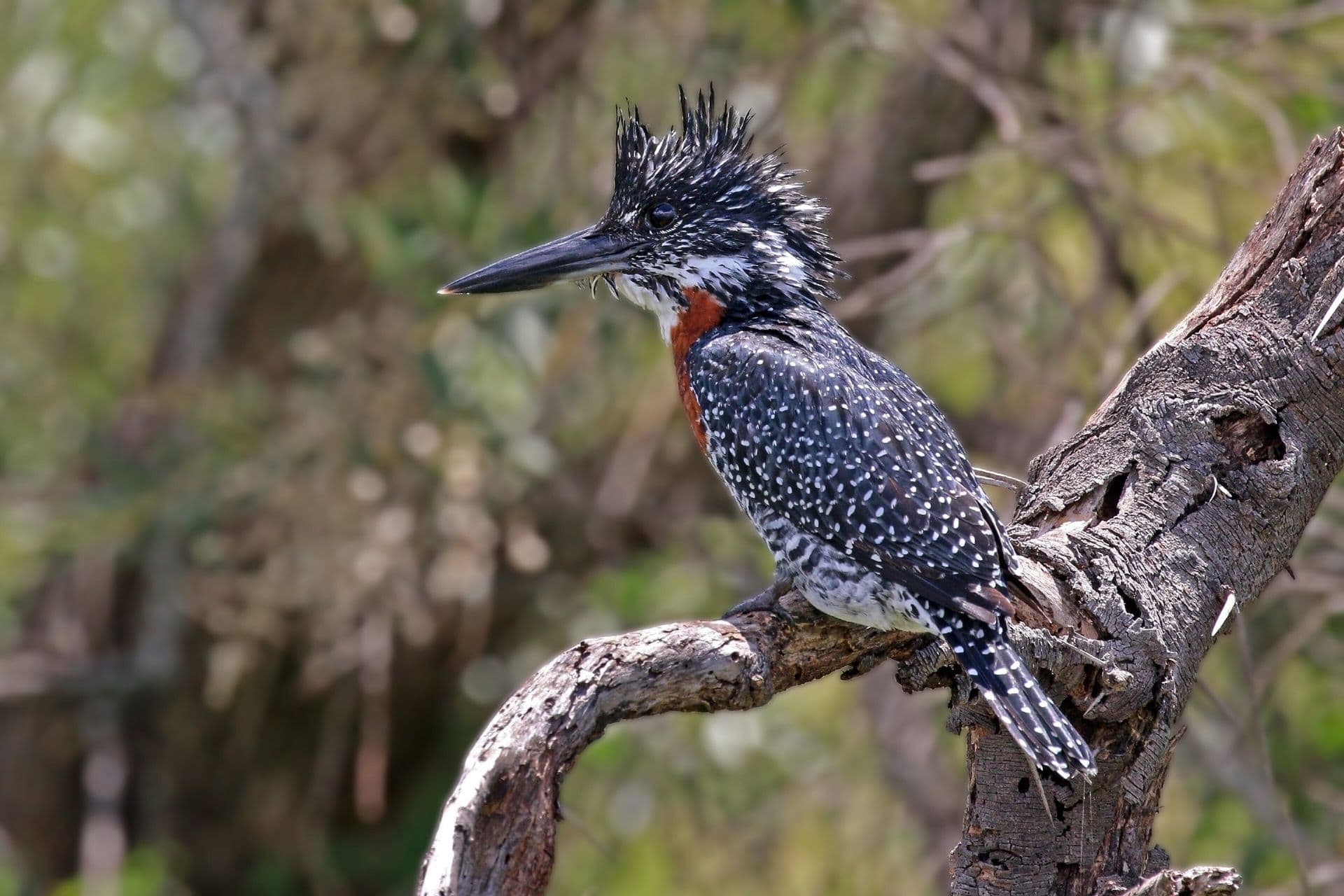 A male giant kingfisher with speckled black-and-white plumage perched on a bare branch