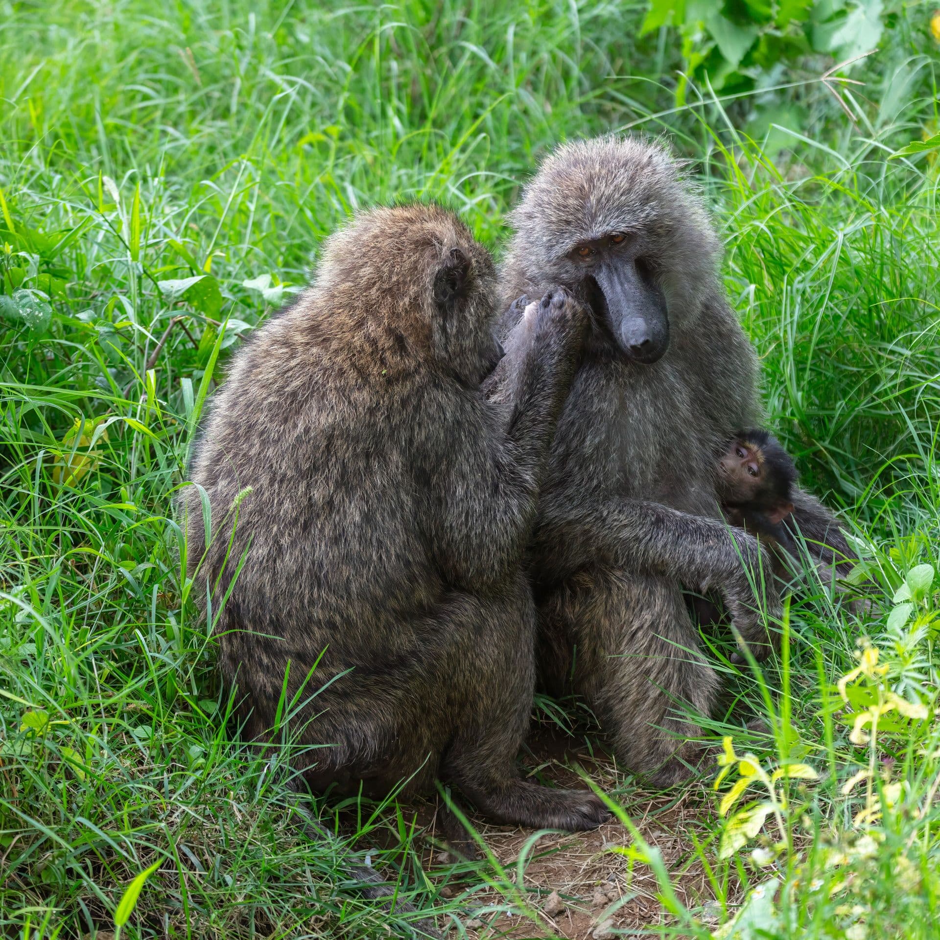 An adult olive baboon grooming a female holding a baby, in green grass
