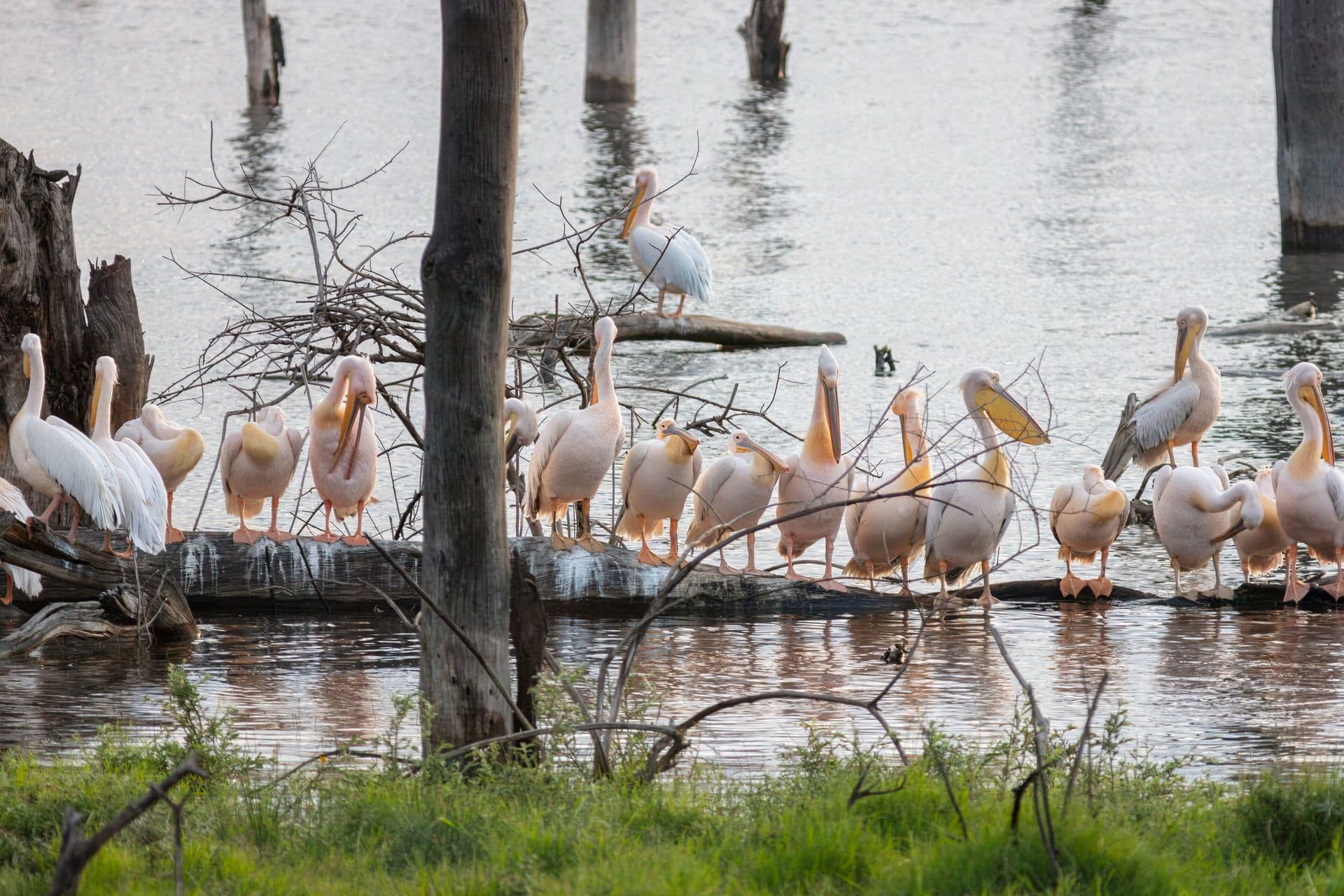 Great white pelicans gathered on a log and in the water among dead trees