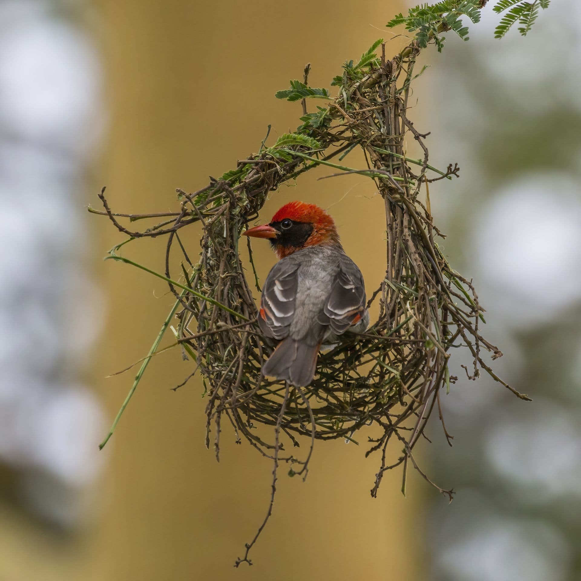 A male red-headed weaver clinging to its half-built woven nest