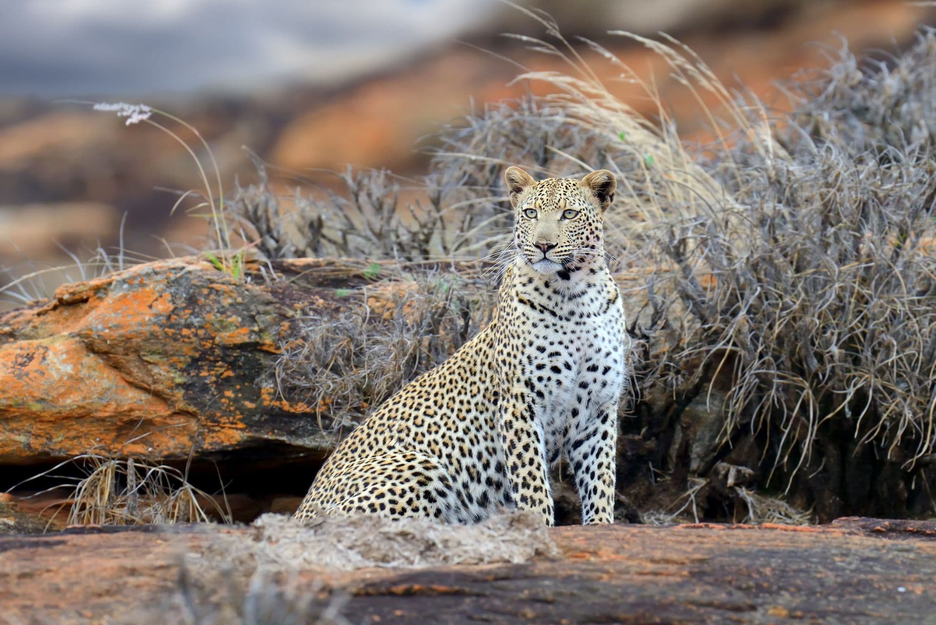 A leopard sitting on a rocky outcrop among dry grass in Tsavo East