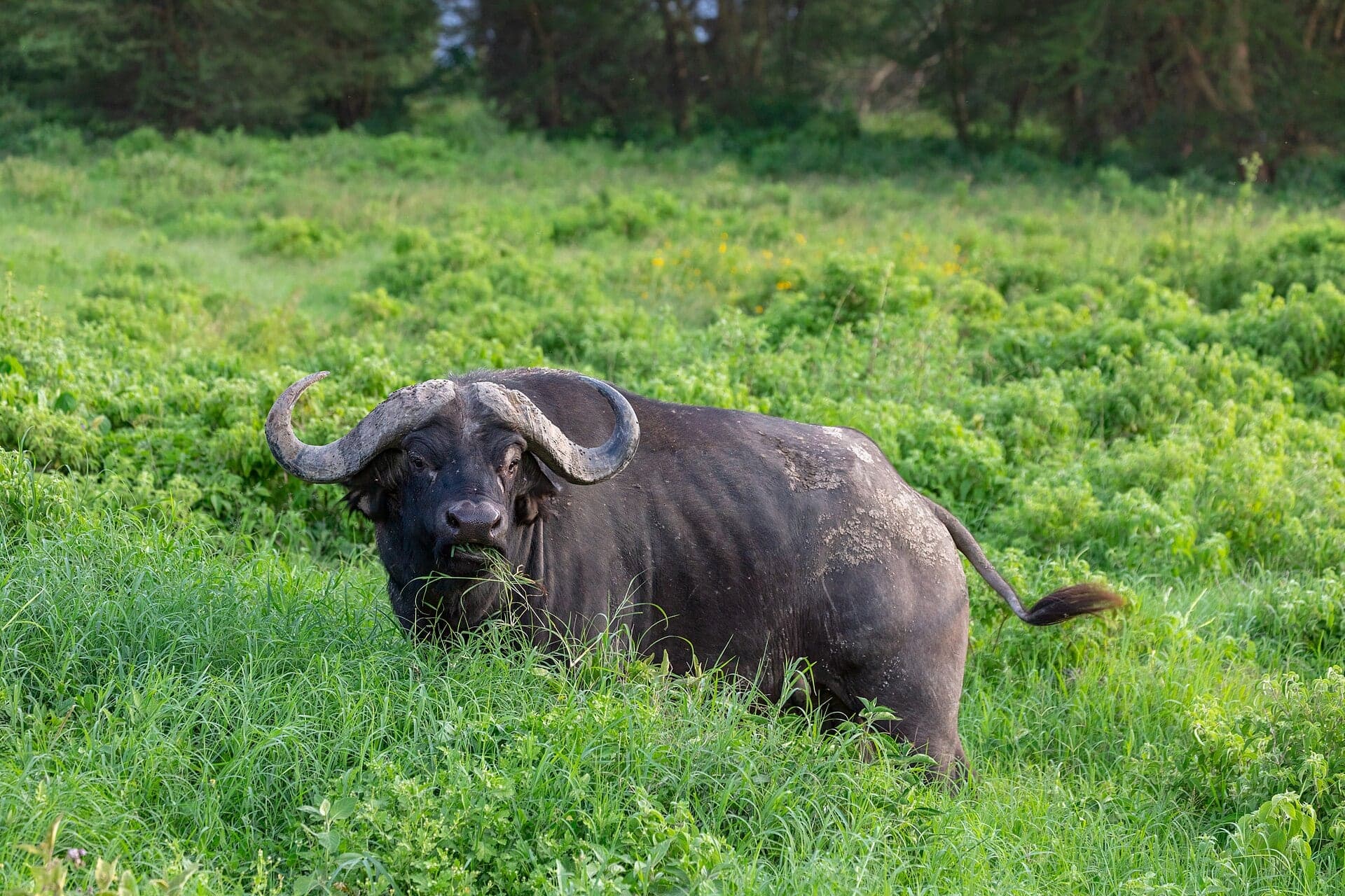 An African buffalo with heavy curved horns facing the camera in green vegetation at Lake Nakuru National Park