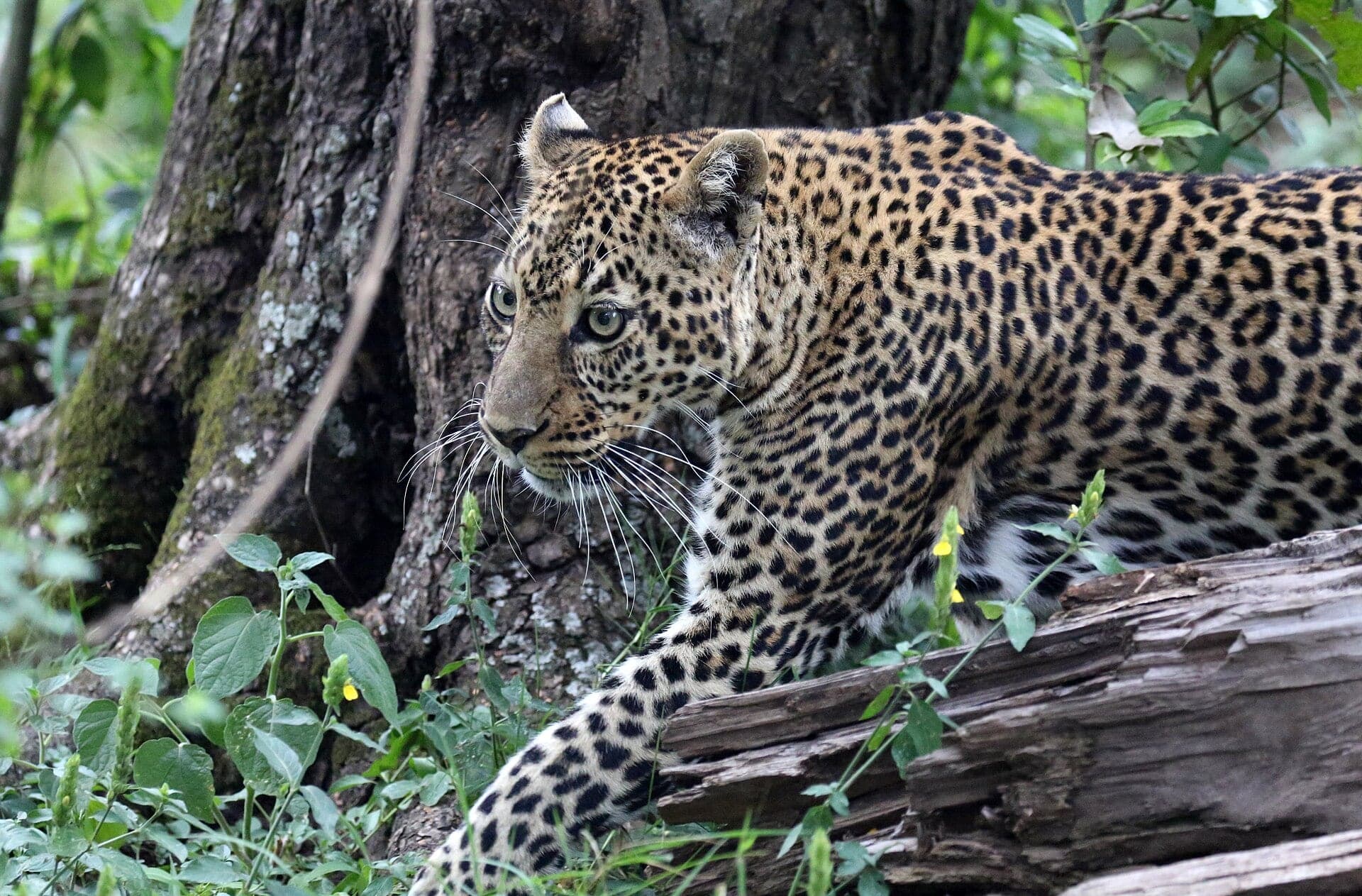 A leopard stepping over a fallen log beside a tree trunk in the Maasai Mara