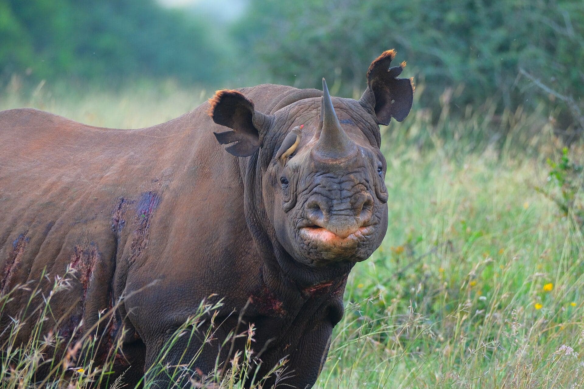 A female black rhino looking at the camera in long grass in Nairobi National Park